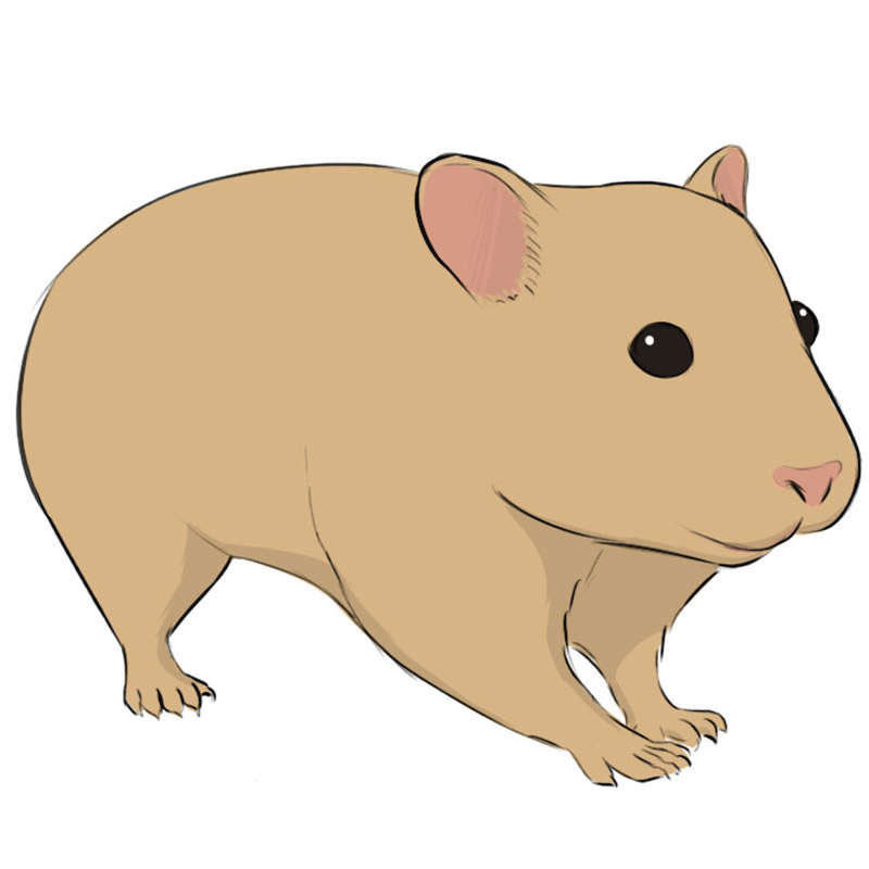 How to Draw a Hamster Easy Drawing Art