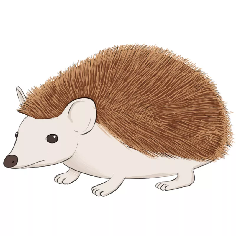 How to Draw a Hedgehog - Easy Drawing Art