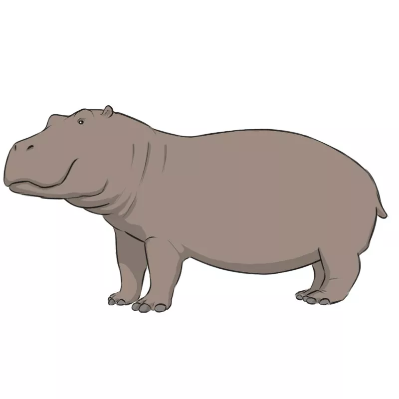 How to Draw a Hippopotamus - Easy Drawing Art