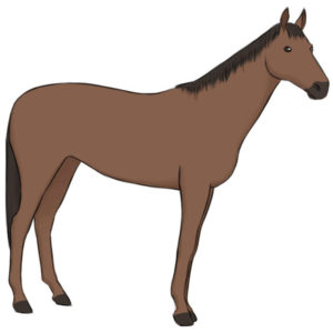 How to draw a horse