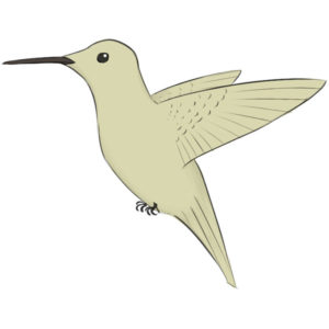 How to draw a hummingbird