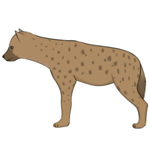 How to draw a hyena