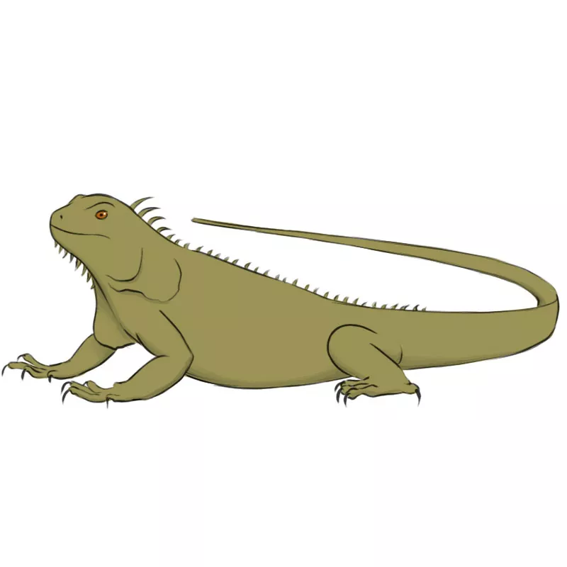 How to Draw an Iguana - Easy Drawing Art
