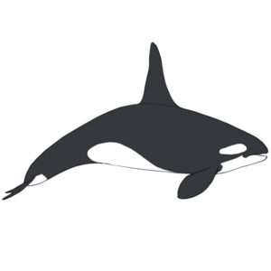 How to draw a killer whale