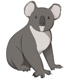 How to draw a koala