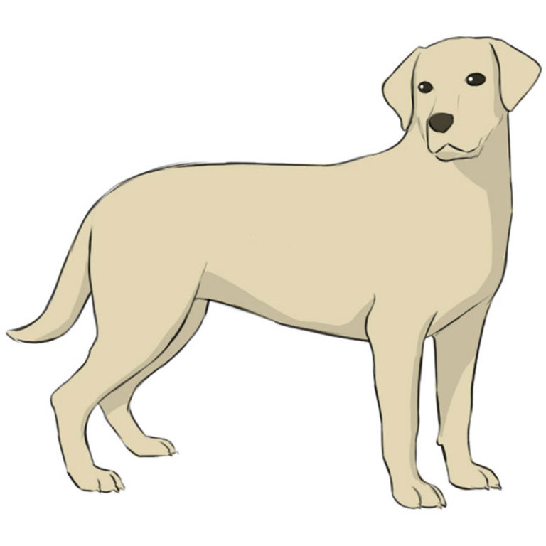 How to Draw a Labrador