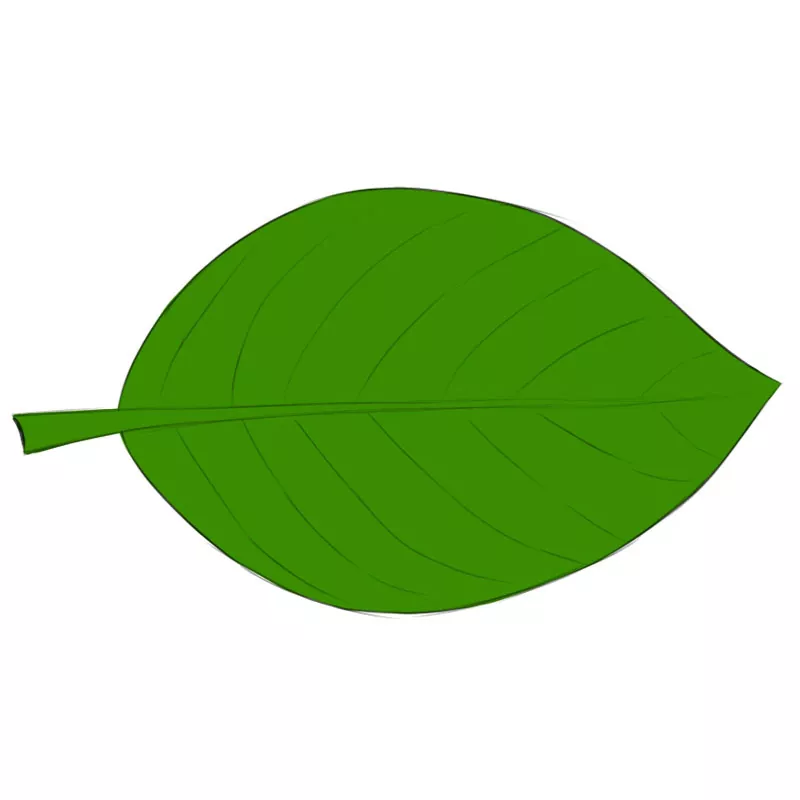 How to Draw a Leaf - Easy Drawing Art