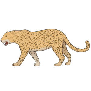How to draw a leopard