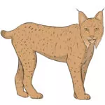 How to Draw a Lynx