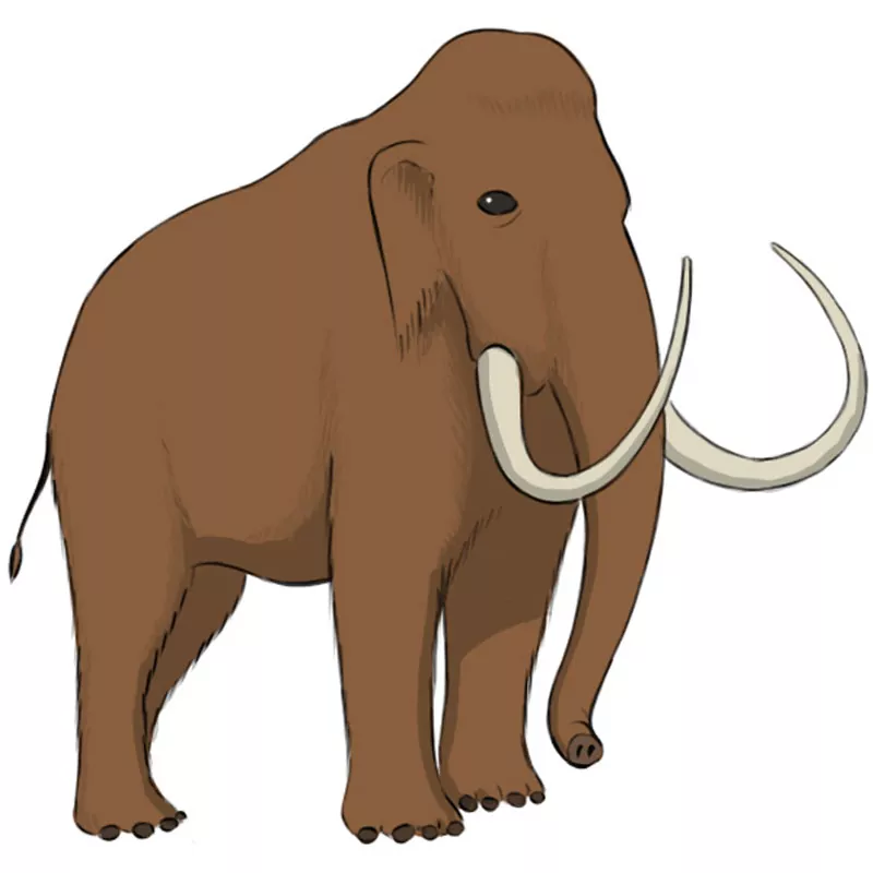 How to Draw a Mammoth Easy Drawing Art