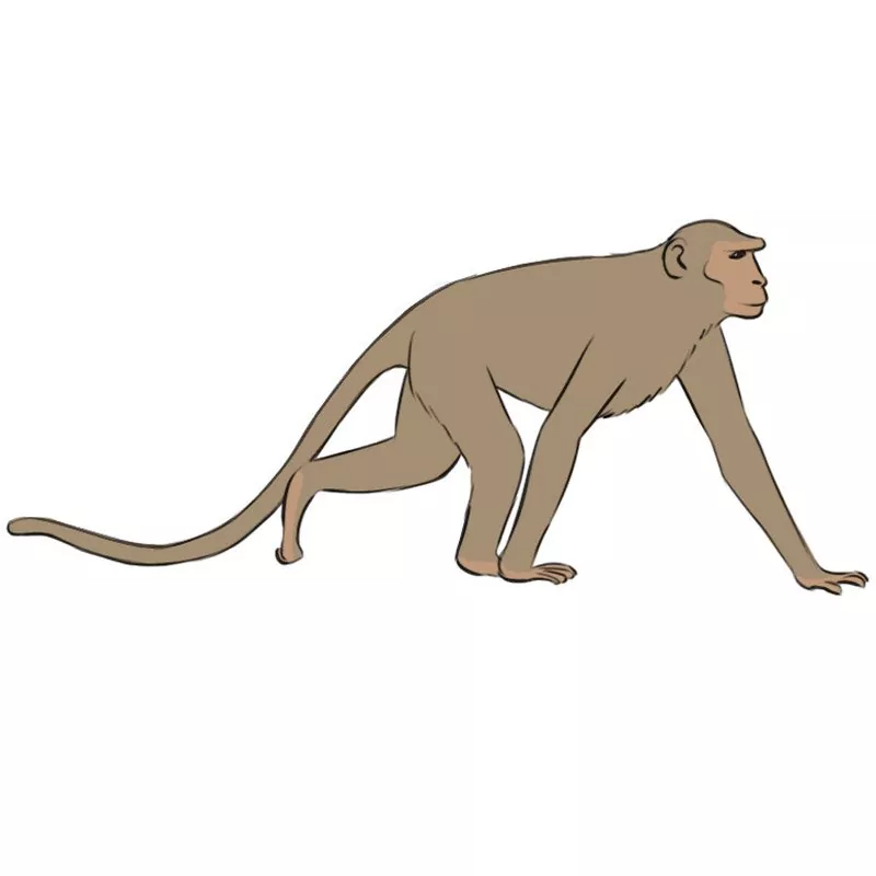 Monkey drawing, Drawings, Pencil drawings of animals