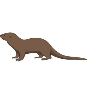 How to draw a otter