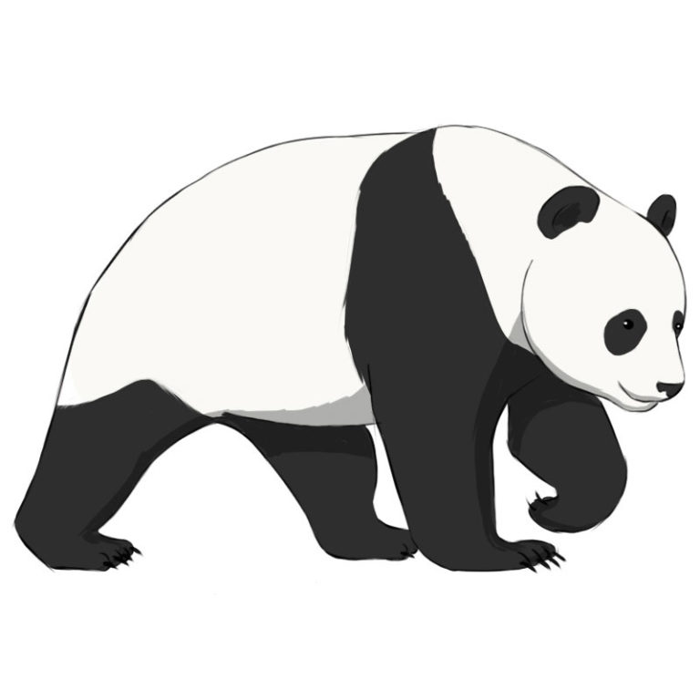 How to Draw a Panda