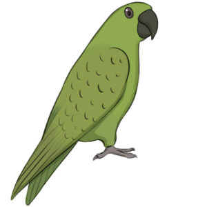 How to draw a parrot