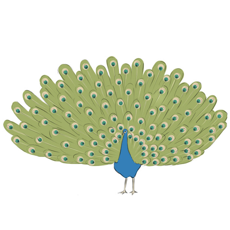 1,150 Pencil Drawing Peacock Images, Stock Photos & Vectors | Shutterstock
