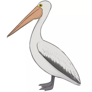 How to draw a pelican