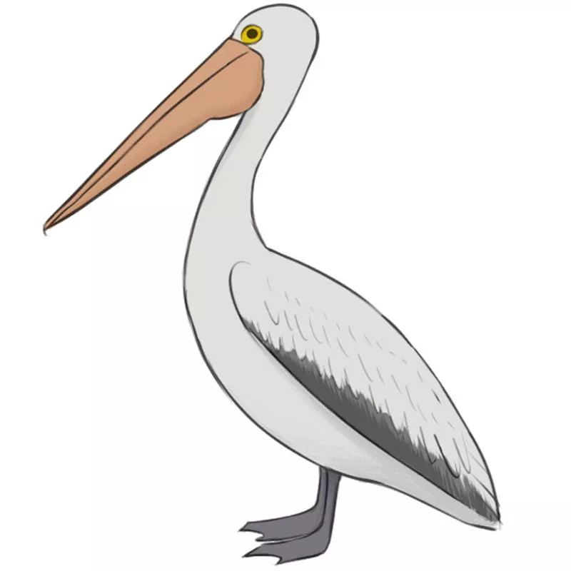 How to Draw a Pelican - Easy Drawing Art