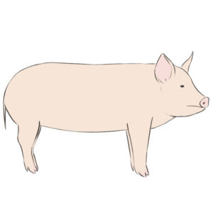 How to draw a pig