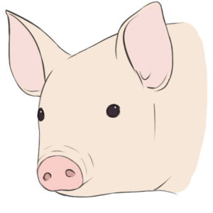 How to draw a pig face