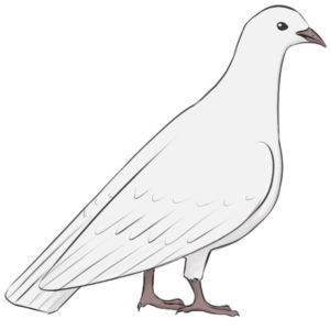 How to draw a pigeon