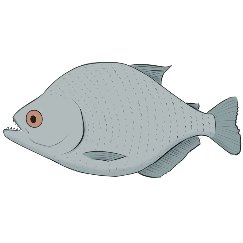 050. Piranha Fish by CaptainQuack64 on DeviantArt