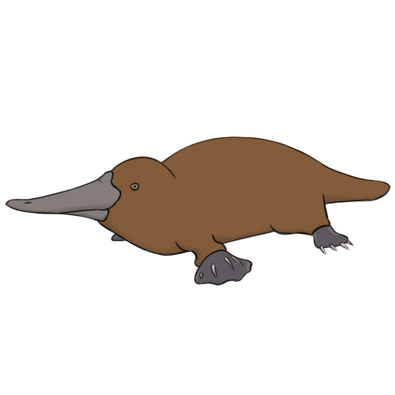 duckbill platypus drawing