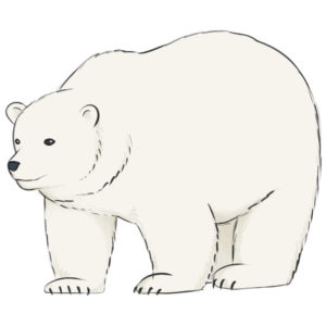 How to draw a polar bear