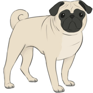 How to draw a pug