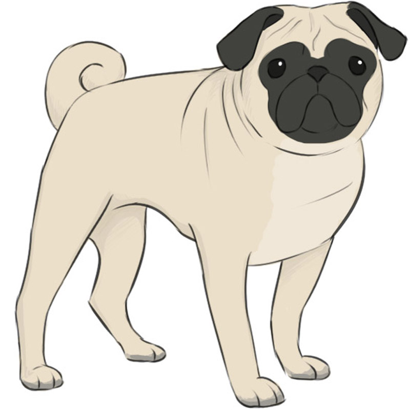 How to Draw a Pug  Easy Drawing Art