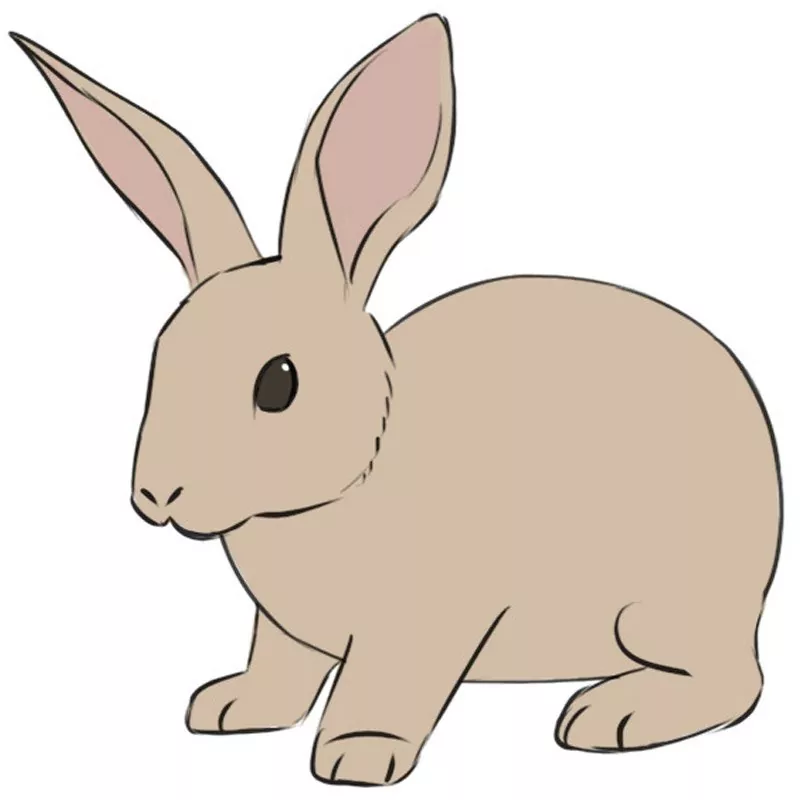 Rabbit Drawing - How To Draw A Rabbit Step By Step-nextbuild.com.vn