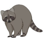 How to Draw a Raccoon