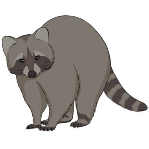 How to draw a raccoon