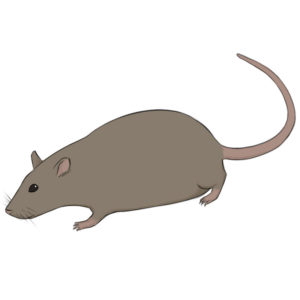 How to draw a rat