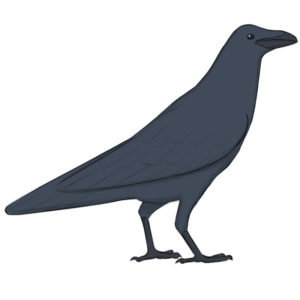 How to draw a raven