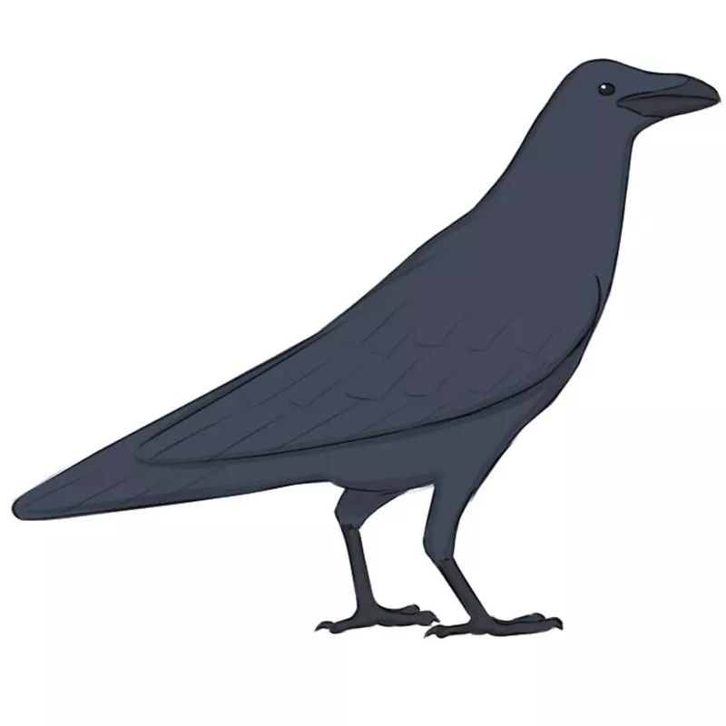 Raven Drawing - How To Draw A Raven Step By Step