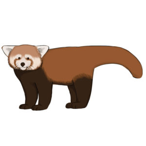 How to draw a red panda