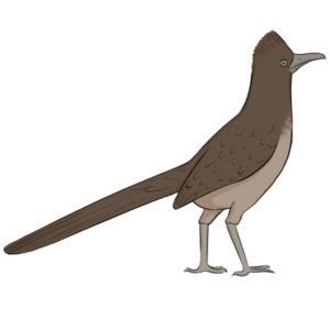 How to draw a roadrunner