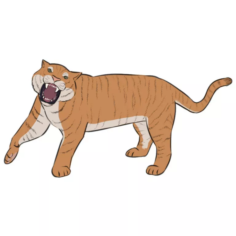 How to Draw a Roaring Tiger