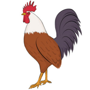 How to draw a rooster