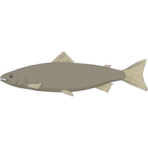 How to draw a salmon