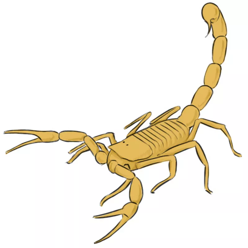 How to Draw a Scorpion Easy Drawing Art