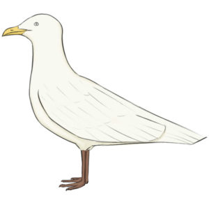 How to draw a seagull