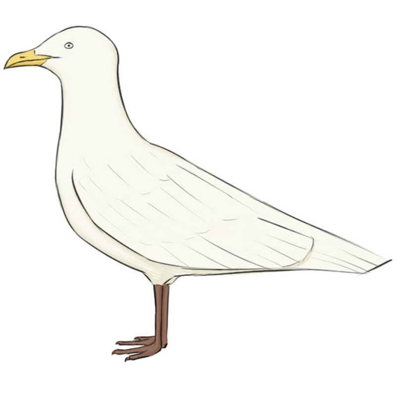 How to Draw a Seagull - Easy Drawing Art