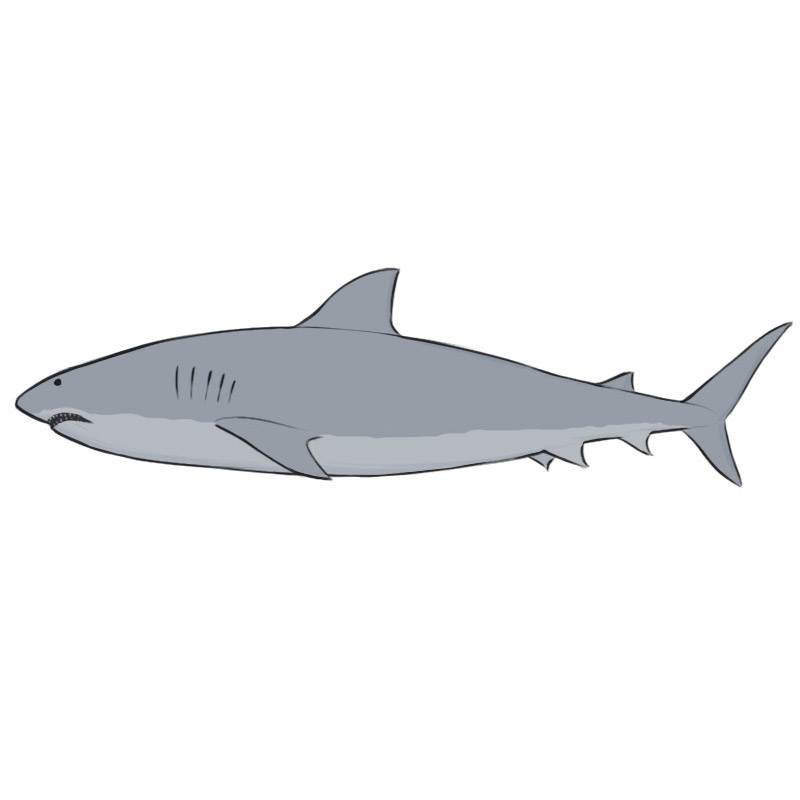 How to Draw a Shark - Easy Drawing Art