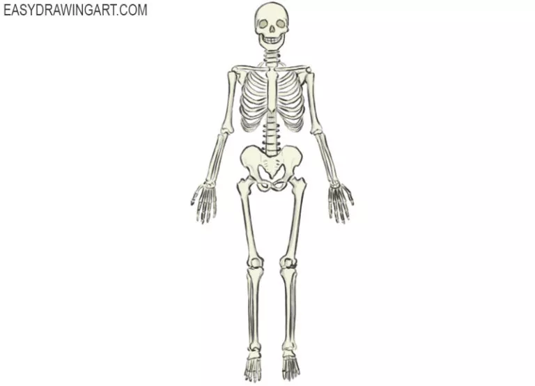 How To Draw A Skeleton Body Kilby Indart 