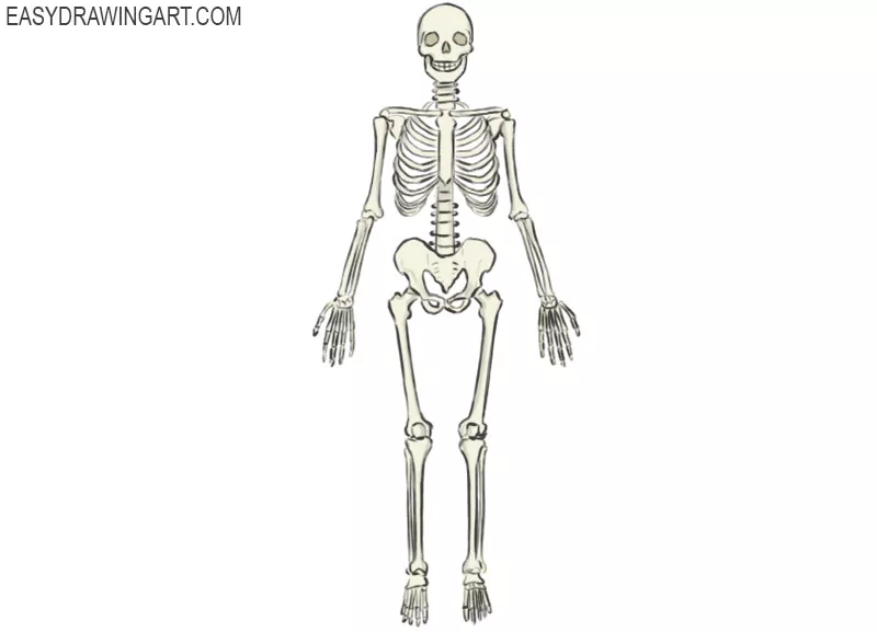 How to draw a skeleton