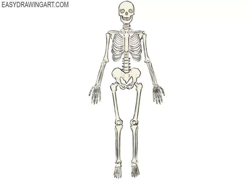 skeleton Art Drawing Easy Step By Step - Arthur Delaportilla