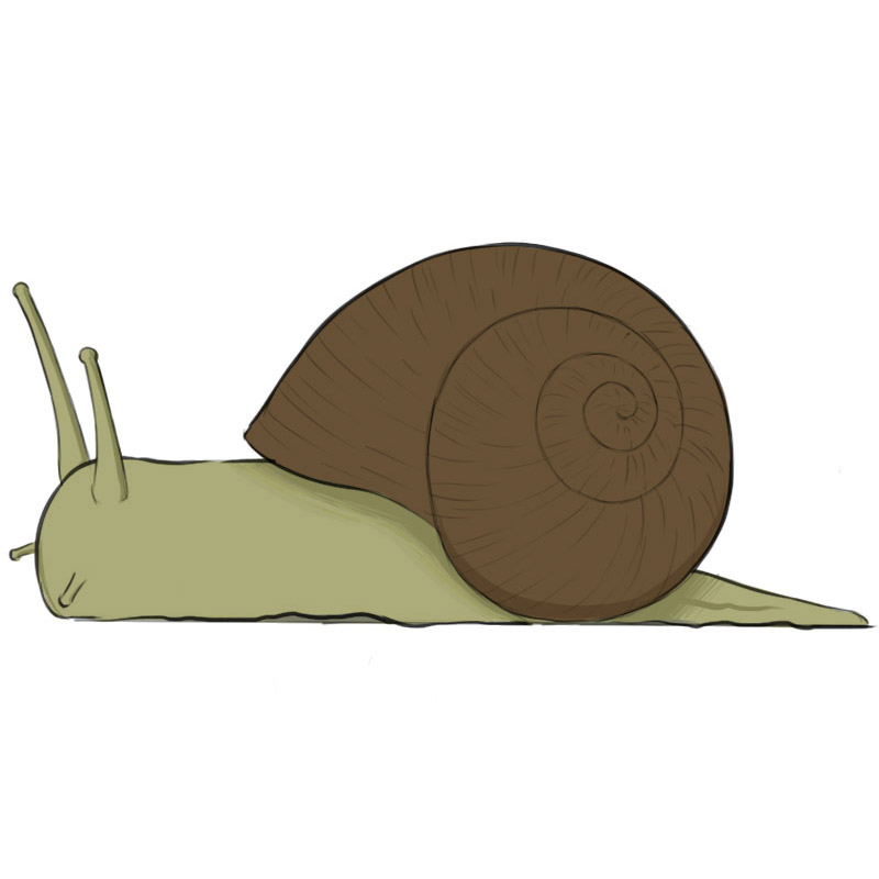 How to Draw a Snail - Easy Drawing Art