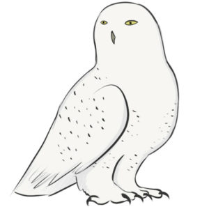 How to draw a snowy owl