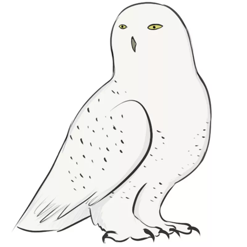 how to draw a snowy owl